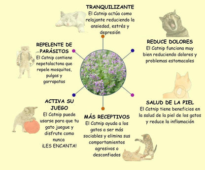 Aguacate con Catnip para gatos iCats®